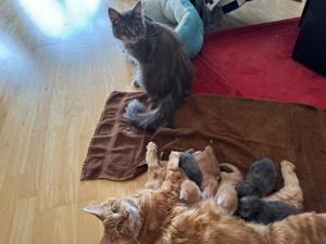 Maine Coon 3 Mädchen 2 Jungs abzugeben