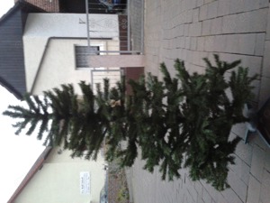 Weihnachtsbaum ca. 1,50 cm Höhe grün für innen und außen