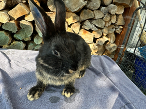 Kaninchen Zwergkaninchen KASTRAT schwarz braun