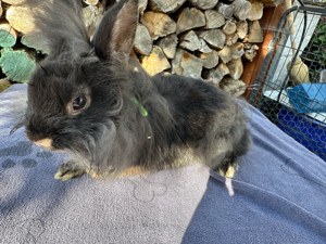 Kaninchen Zwergkaninchen Häsin schwarz grau