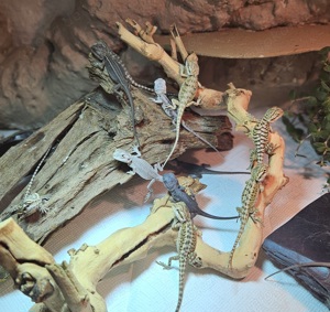 Ankündigung Pogona Vitticeps Zero Thunderbolt Bartagame