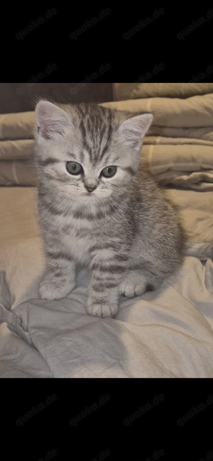 BKH Kitten silver tabby spotted