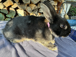 Kaninchen Zwergkaninchen Häsin schwarz braun