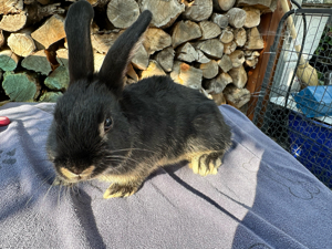 Kaninchen Zwergkaninchen Häsin schwarz braun