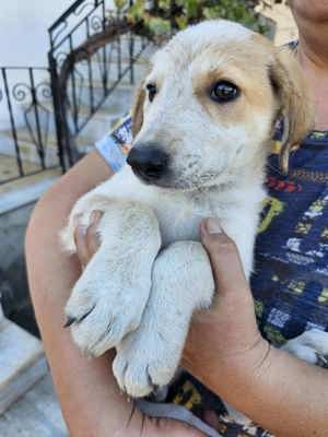 Hund Hündin Welpe Tierschutz Yuni