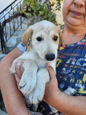 Hund Hündin Welpe Tierschutz Yuni