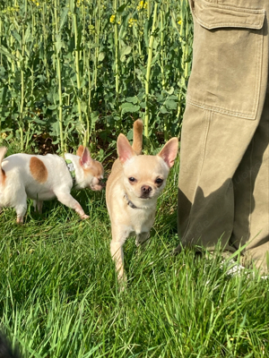 Clyde 2,5jähriger Chihuahua m. Ahnentafel