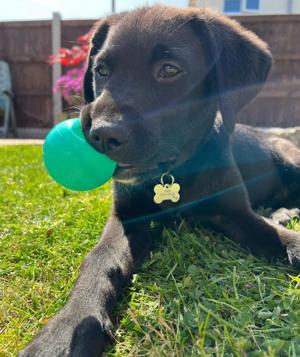 Gesunde schwarze Labrador-Welpen