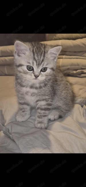 Bkh silver tabby spotted Kitten