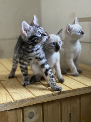 Reinrassige Bengal Kitten Silver,Snow lynx Charcoal 