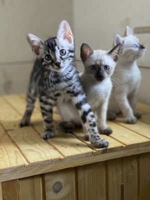 Bengal Kitten Silver Snow lynx Charcoal Melanisic 