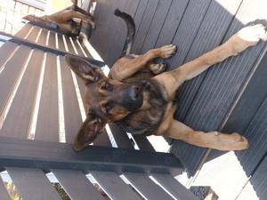 Malinoi Mix Welpen 