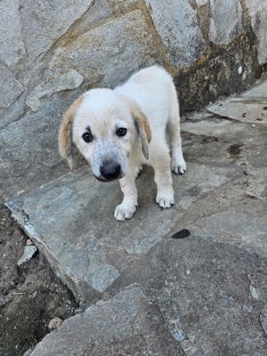 Hund Hündin Welpe Tierschutz Meadow