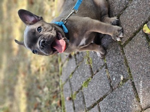 Französische Bulldogge Rüde 