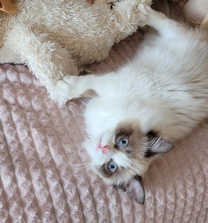 Wunderschöne Ragdoll Baby