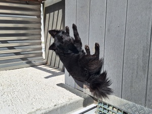 Verkaufe Pomeranian junger Hund 