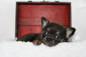 Reinrassige Chihuahua Welpen mit Ahnentafel