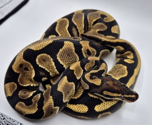 0.1 Yellow Belly 100% DH Desert Ghost Piebald 