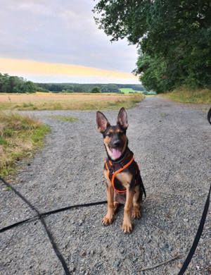 Welpe Schäferhund Malinois