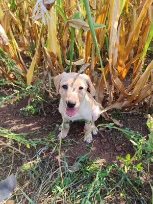 Labrador Welpen zu verkaufen 