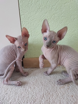 Süße Sphinx Kitten zu verkaufen 