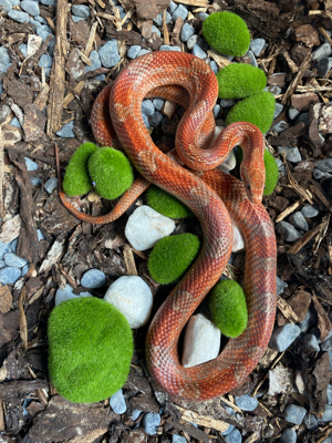 Bloodred het. Anery, Amel