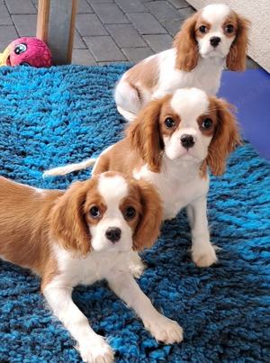 Cavalier King Charles Spaniel Welpen, in blenheim mit Papieren