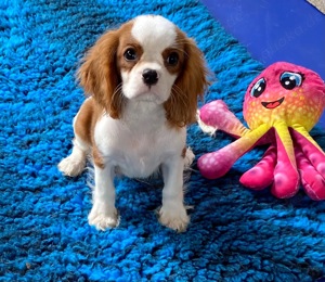 Cavalier King Charles Spaniel Welpen, in blenheim mit Papieren