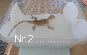 Bartagamen  3farbige Pogona Vitticeps Jungtiere,   Keine Zwerg Bartagamen  