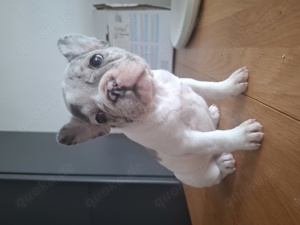 Französische Bulldogge welpen