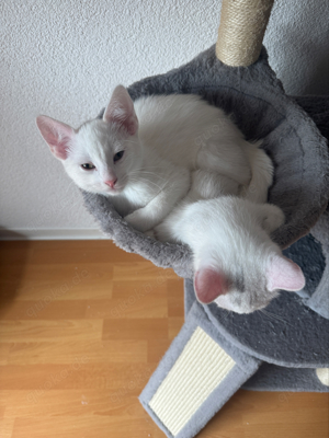 katzen kitten 12 wochen alt 