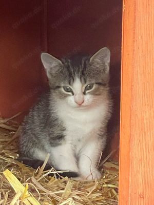 Kätzchen, Kitten, kleine Katzen