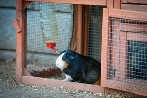 Meerschweinchen zu verkaufen