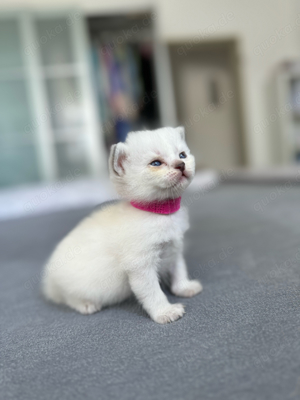 Ragdoll Kitten