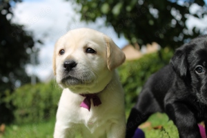 Reinrassige Labrador Welpen 