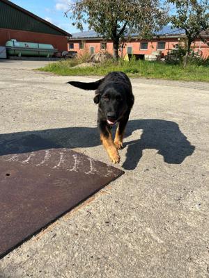 Harzer Fuchs Welpen (Altdeutscher Hütehund)