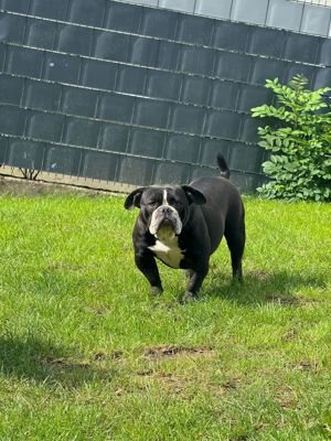 Old English Bulldog 