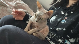 3 süße Sphynx Katzen suchen ein neues Zuhause