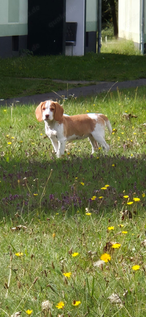 Beagle Welpe