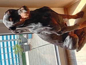 Dobermann Rüde 