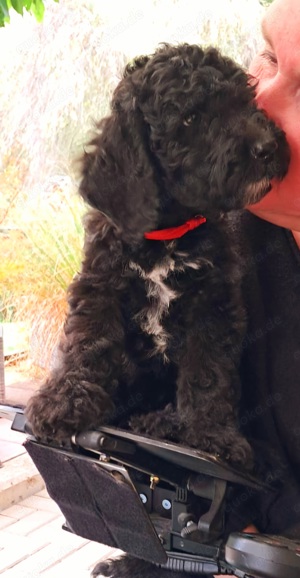 Goldendoodle Grace sucht ihre Familie