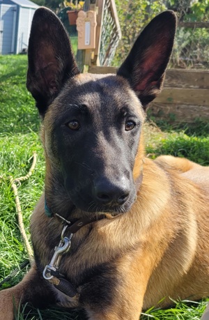 Malinois belgischer Schäferhund