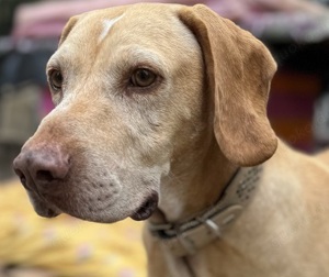 Tom + Lola, Panch.NavarroMix - beide sind wie siam.Zwillinge.Vielleicht können sie zusammen bleiben.