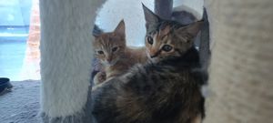 5 Maine coon BKH Mix Kätzchen dürfen ab sofort ins neue heim !!