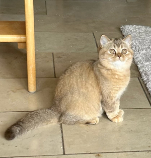 BKH Choco Torbie Mädchen