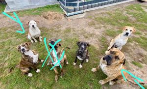 Dogge- Mix- Welpen zu verkaufen 