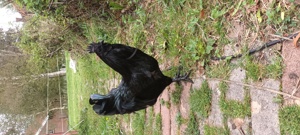 Ayam Cemani 