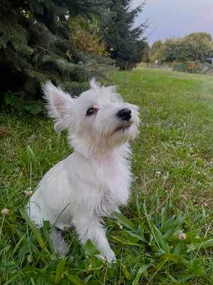 Wunderschöne West-Highland-Terrier Mädchen sucht liebevolles Zuhause