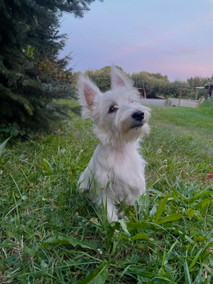 Wunderschöne West-Highland-Terrier Mädchen sucht neues Zuhause