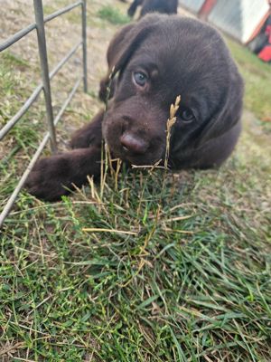 Labradorwelpen zu verkaufen 